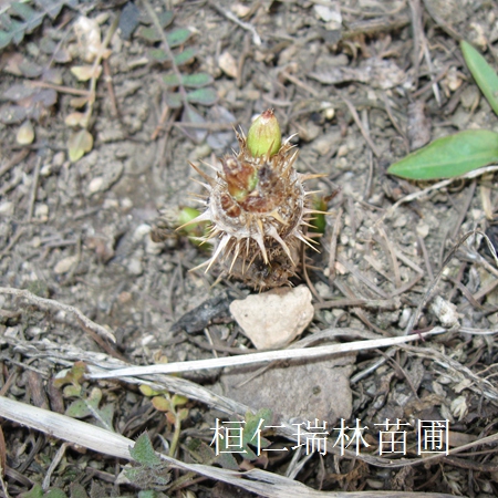 刺嫩芽苗 刺龍芽苗 刺老芽苗 刺老包種苗