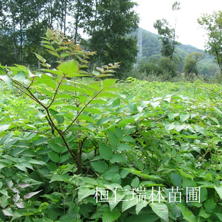 刺嫩芽苗 刺龍芽苗 刺老芽苗 刺老包種苗