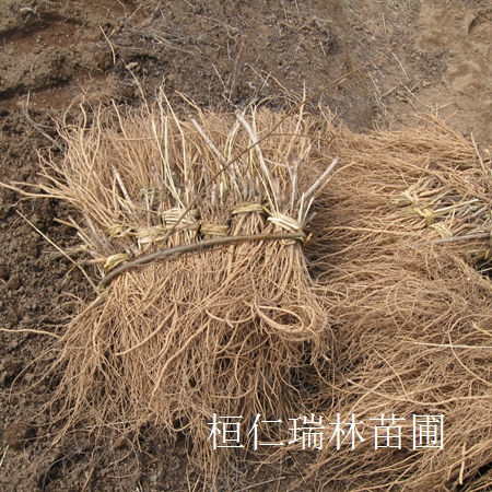 刺嫩芽苗 刺龙芽苗 刺老芽苗 刺老包种苗