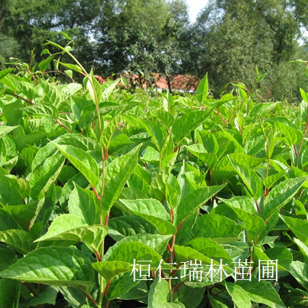 五味子苗 北五味子種苗 遼寧五味子苗 五味子樹苗