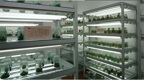 溫州植物組織培養室|寧波植物組培實驗室建設|杭州凱弗克斯