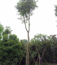 湖北綠化小苗|湖北綠化小苗供應|湖北綠化小苗銷售商