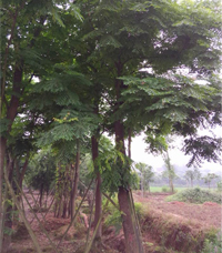 湖北栾树种植基地|荆州栾树小苗直销|湖北栾树幼苗供应