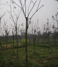 湖北栾树种植基地|荆州栾树小苗直销|湖北栾树幼苗供应