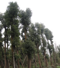 湖北香樟树种植基地|荆州香樟树小苗直销|湖北香樟树幼苗供应