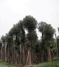 湖北香樟树种植基地|荆州香樟树小苗直销|湖北香樟树幼苗供应