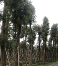 湖北香樟树种植基地|荆州香樟树小苗直销|湖北香樟树幼苗供应