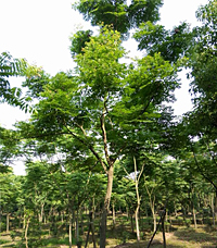 湖北栾树小苗|荆州栾树小苗种植基地|荆州栾树小苗价格