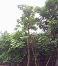 湖北栾树小苗|荆州栾树小苗种植基地|荆州栾树小苗价格