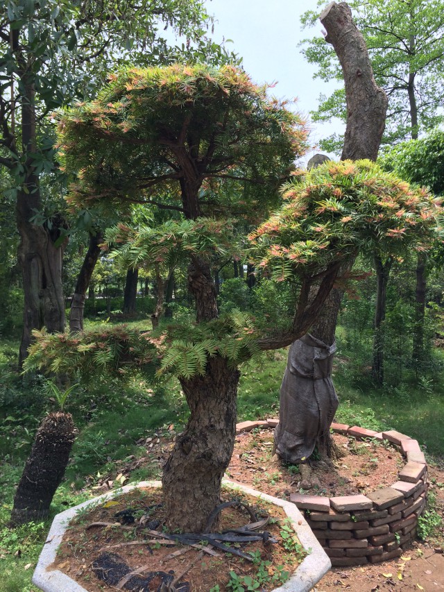 紅芽油杉