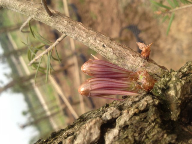 紅芽油杉