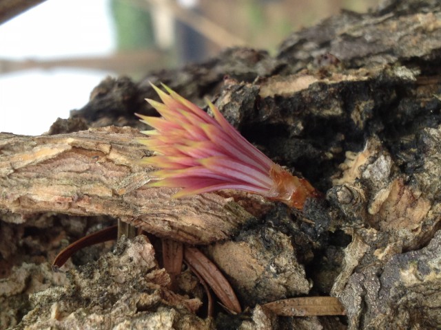 紅芽油杉