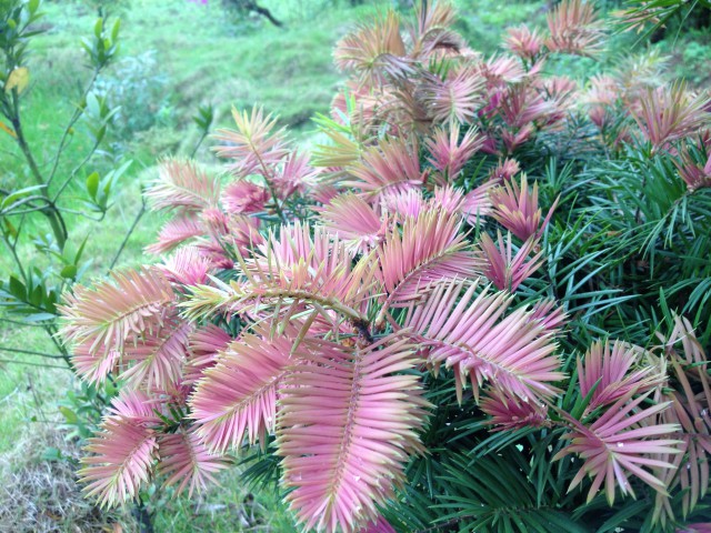 紅芽油杉