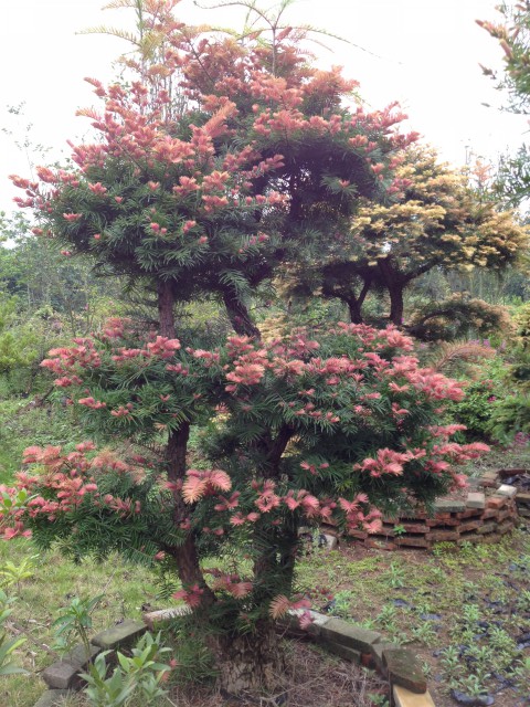 紅芽油杉