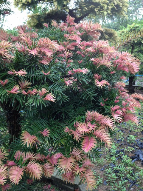 紅芽油杉