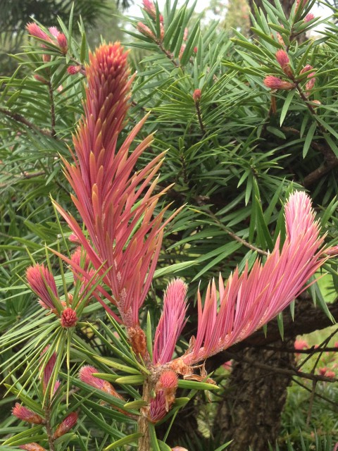 紅芽油杉