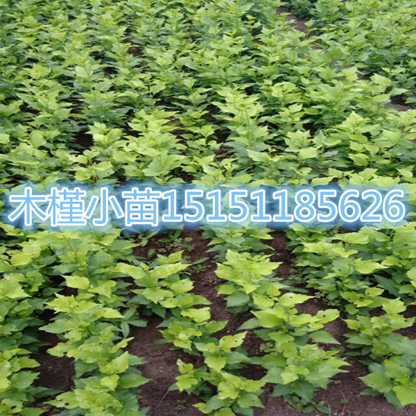 江蘇沭陽火棘苗百畝基地{zh0}帶刺綠籬火棘小苗價格低質量好