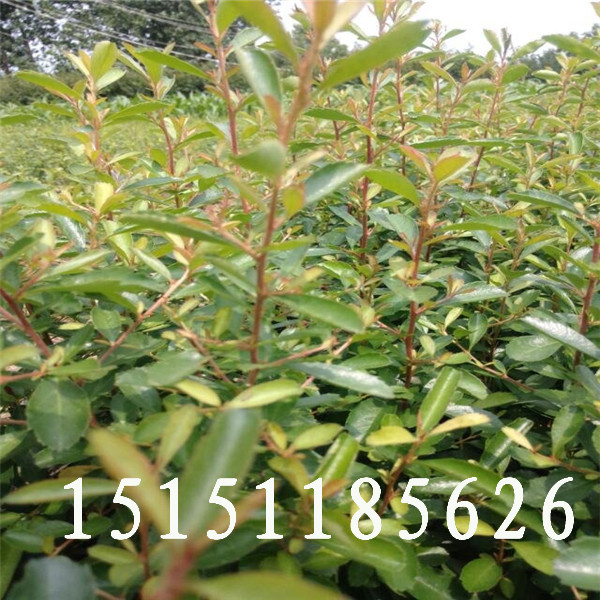 江蘇宿遷是冬季觀果灌木品種火棘苗種植基地百畝小苗供應