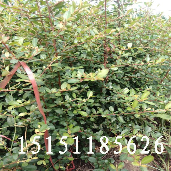 江蘇沭陽火棘苗百畝基地{zh0}帶刺綠籬火棘小苗價格低質量好原始圖片3