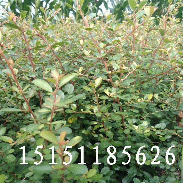 江蘇宿遷是冬季觀果灌木品種火棘苗種植基地百畝小苗供應(yīng)