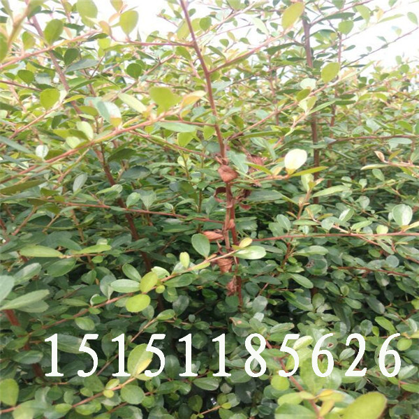 江蘇宿遷是冬季觀果灌木品種火棘苗種植基地百畝小苗供應(yīng)