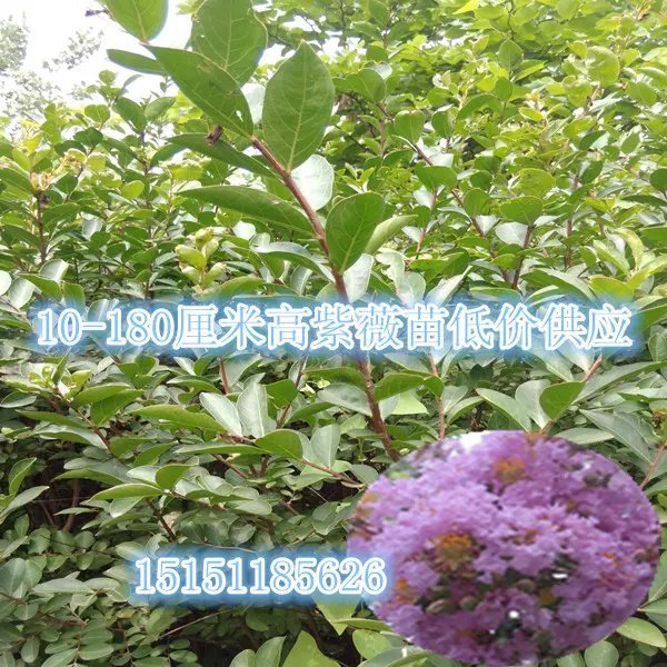 江蘇一年生臘梅花苗40厘米高素心臘梅苗全國銷售