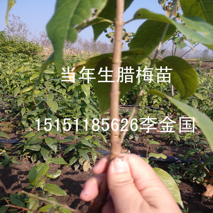 江蘇一年生臘梅花苗40厘米高素心臘梅苗全國銷售