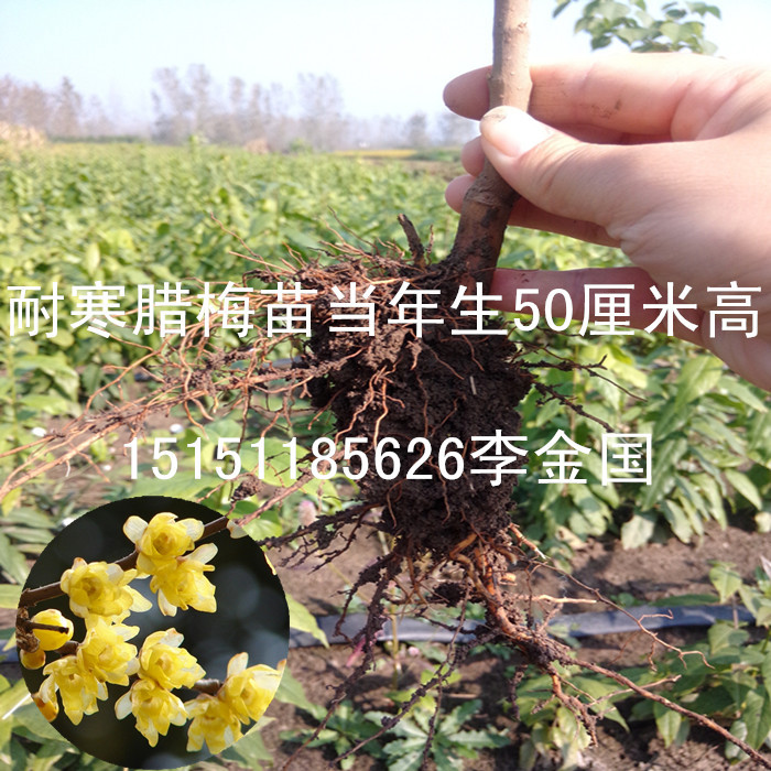 江蘇一年生臘梅花苗40厘米高素心臘梅苗全國銷售