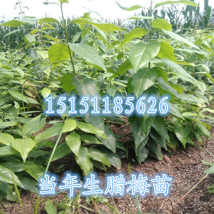 江蘇一年生臘梅花苗40厘米高素心臘梅苗全國銷售