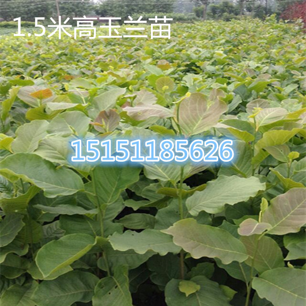 江蘇一年生臘梅花苗40厘米高素心臘梅苗全國銷售