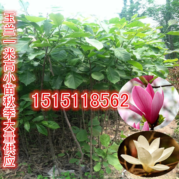 10萬株1.5米高玉蘭苗超低價銷售啦量大全國包郵原始圖片3