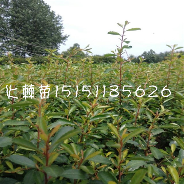 江蘇一年生大花月季苗豐花月季苗杯裝月季小苗