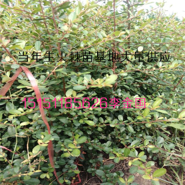 江蘇火棘一年生火棘小苗火棘苗40厘米高火棘工程苗原始圖片3