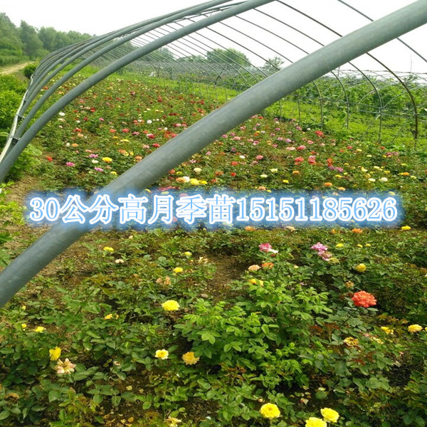 江蘇一年生大花月季苗豐花月季苗杯裝月季小苗原始圖片2