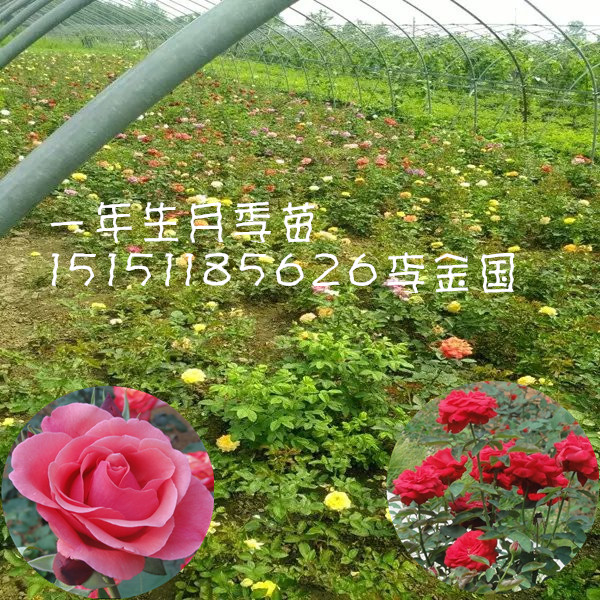江蘇一年生大花月季苗豐花月季苗杯裝月季小苗原始圖片3
