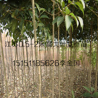江蘇火棘一年生火棘小苗火棘苗40厘米高火棘工程苗