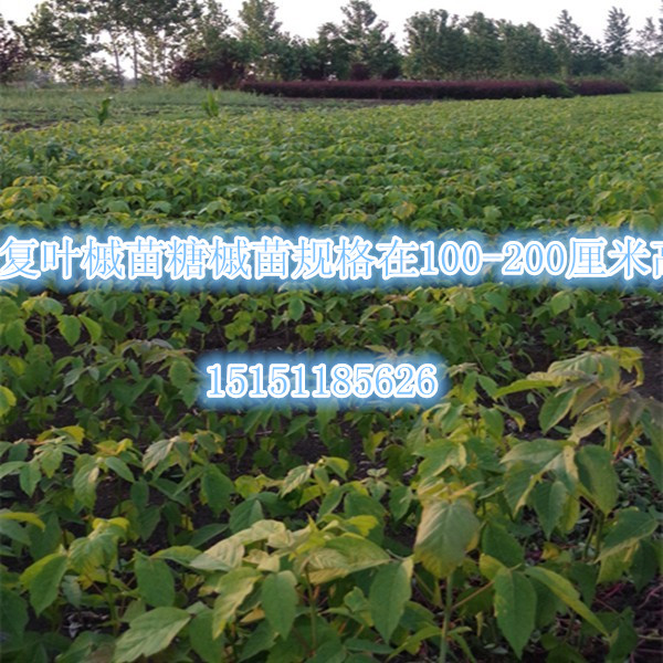 樹形筆直的1.5米高大葉女貞苗1公分大葉女貞苗基地原始圖片2