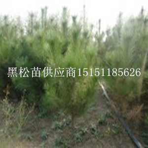 樹形筆直的1.5米高大葉女貞苗1公分大葉女貞苗基地原始圖片3