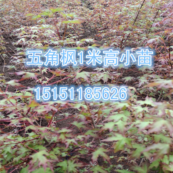 秀麗槭2年生1.5米高五角楓苗量少無損傷發貨原始圖片2