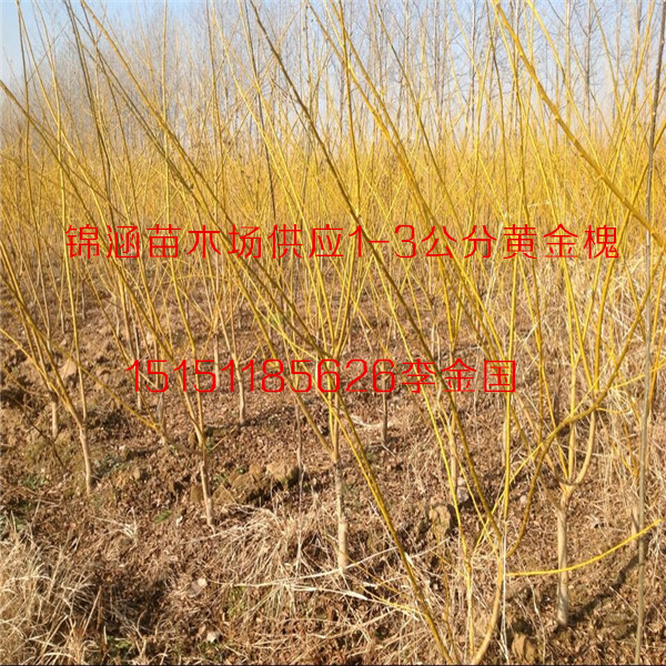 果樹(shù)苗基地1米高嫁接大櫻桃苗車(chē)?yán)遄訖烟覙?shù)苗各種規(guī)格