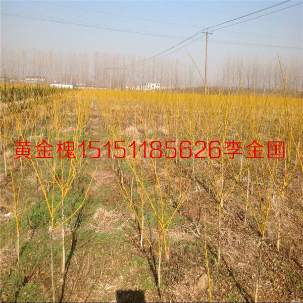 黃金樹金枝槐低嫁2公分黃金槐2015年大量供應量大送貨上門原始圖片2
