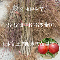 果樹(shù)苗基地1米高嫁接大櫻桃苗車(chē)?yán)遄訖烟覙?shù)苗各種規(guī)格