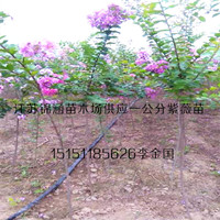1.5米高叢生紫荊苗江蘇沭陽滿條紅紫荊樹苗獨桿紫荊苗