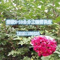 沭陽(yáng)一米高扦插紅火箭紫薇苗粉紅鄉(xiāng)土紫薇花小苗