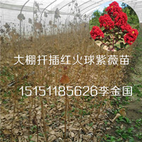 沭陽(yáng)一米高扦插紅火箭紫薇苗粉紅鄉(xiāng)土紫薇花小苗