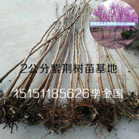 1.5米高叢生紫荊苗江蘇沭陽滿條紅紫荊樹苗獨桿紫荊苗