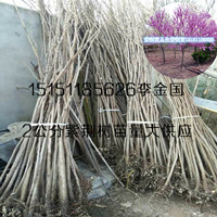 1.5米高叢生紫荊苗江蘇沭陽滿條紅紫荊樹苗獨桿紫荊苗原始圖片2