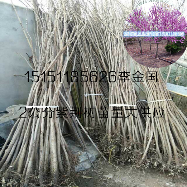 1.5米高叢生紫荊苗江蘇沭陽滿條紅紫荊樹苗獨桿紫荊苗原始圖片3