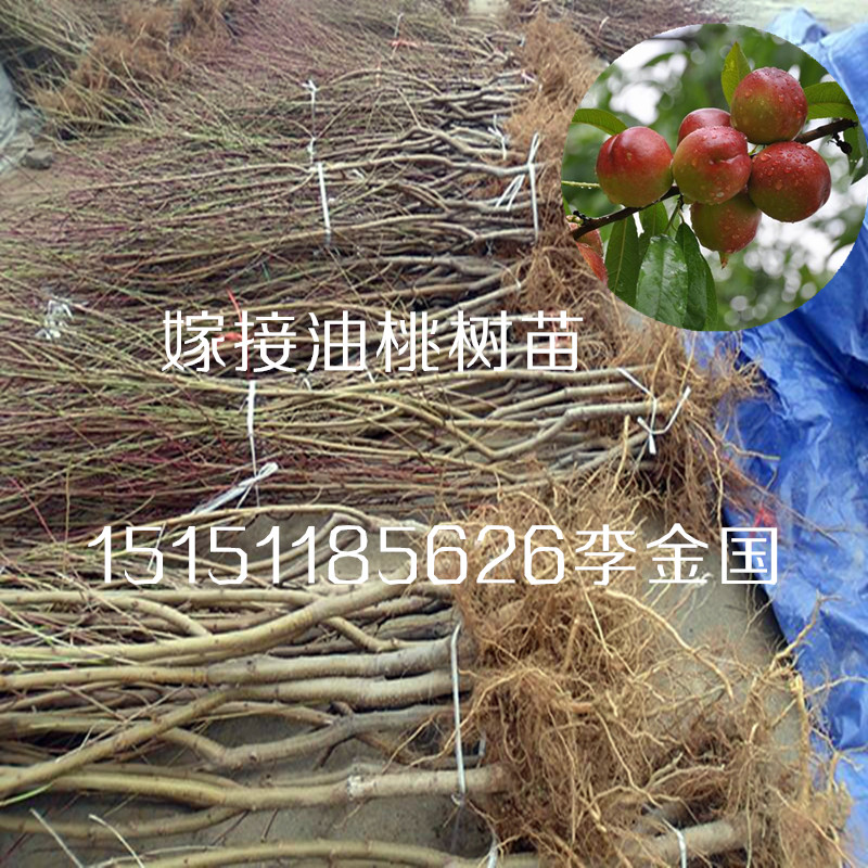 江蘇果樹苗一公分櫻桃樹苗黑珍珠櫻桃小苗2年生櫻桃果樹苗