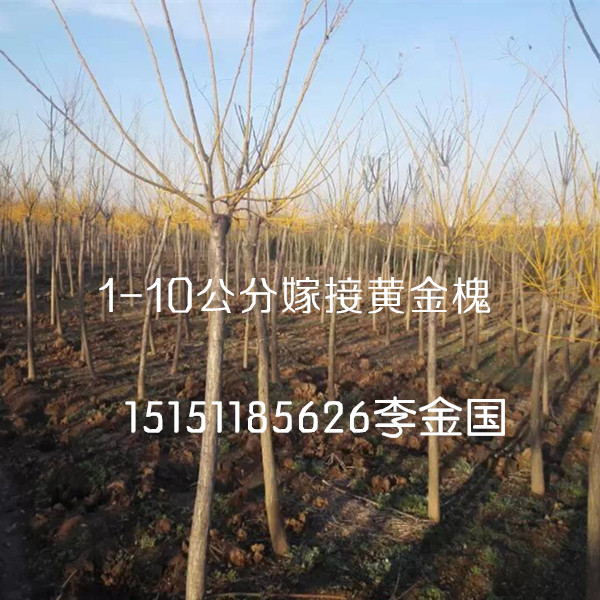 火棘工程苗江蘇一年生火棘小苗籽播火棘床苗